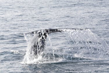 Punta Cana Whale Watching Tour